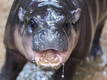 Adu Gemas Moo Deng VS Pesto, Mana Favoritmu?