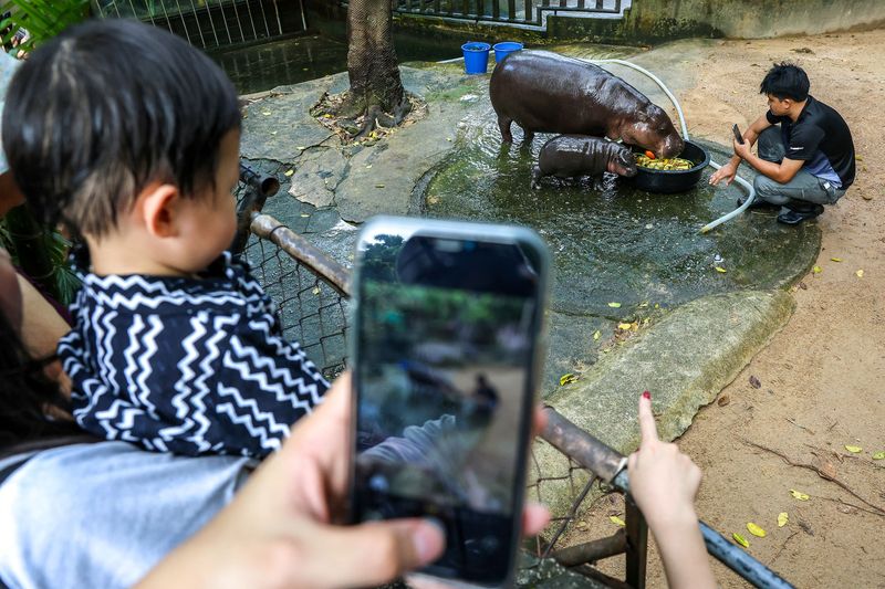 A two-month-old female pygmy hippo named 