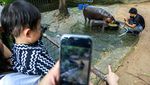 Potret Gemas Moo Deng, Bayi Kuda Nil Viral di Thailand