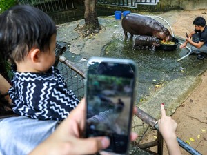 Kandang Moo Deng Disebut Kotor, Pihak Kebun Binatang Angkat Suara