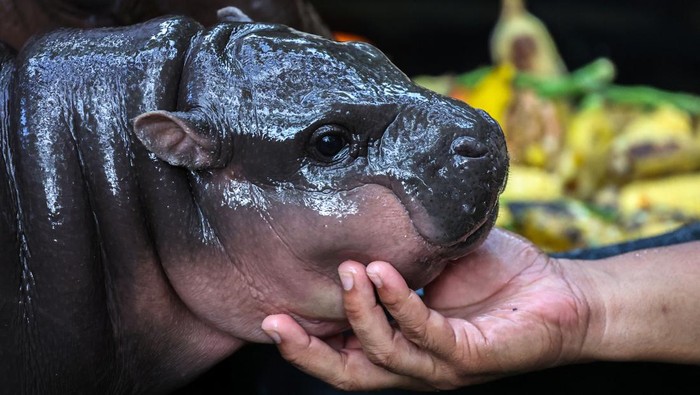 A two-month-old female pygmy hippo named 