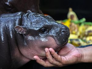 Lucu Banget Bayi Moo Deng Diukir di Semangka