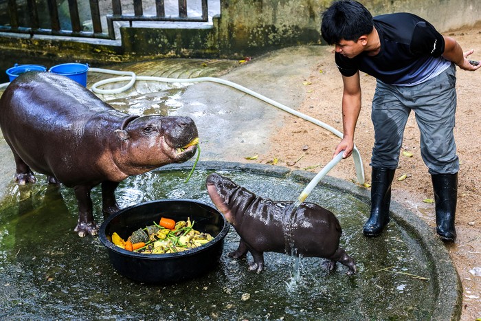 Potret Gemas Moo Deng, Bayi Kuda Nil Viral di Thailand A two-month-old female pygmy hippo named