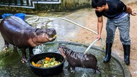 Moo Deng pun menjadi favorit wisatawan di Thailand. Bahkan juga ada franchise yang bisa dibawa pulang dan dibeli secara online lho (REUTERS/Athit Perawongmetha)