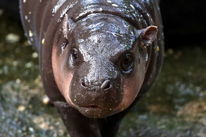 Potret Gemas Moo Deng, Bayi Kuda Nil Viral di Thailand A two-month-old female pygmy hippo named