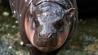 Direktur Organisasi Taman Zoologi Thailand, Attaporn Srirang, melaporkan bahwa popularitas Moo Deng telah meningkatkan jumlah pengunjung, bahkan mereka datang sebelum jam buka. Karena popularitas Moo Deng, kebun binatang berencana untuk menyelenggarakan sesi menonton.  