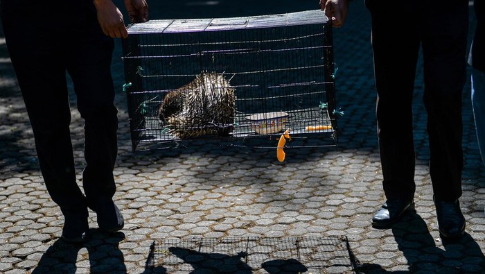 Seekor landak (Hystrix javanica) berada di dalam kandang sebelum diserahkan ke Balai Besar Konservasi Sumber Daya Alam (BBKSDA) di Gedung Ilmu Komunikasi Universitas Padjajaran (Unpad), Kabupaten Sumedang, Jawa Barat, Selasa (17/9/2024). Pusat Studi Komunikasi Lingkungan Unpad menyerahkan seekor landak (Hystrix javanica) yang ditemukan di jalanan Kota Bandung kepada BBKSDA dan nantinya akan dilepasliarkan di Taman Buru Cikareumbi, Kabupaten Sumedang. ANTARA FOTO/Raisan Al Farisi/foc.