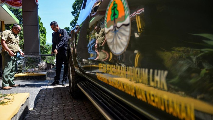 Potret Landak yang Ditemukan di Jalanan Kota Bandung, Diserahkan ke BKSDA Seekor landak (Hystrix javanica) berada di dalam kandang sebelum diserahkan ke Balai Besar Konservasi Sumber Daya Alam (BBKSDA) di Gedung Ilmu Komunikasi Universitas Padjajaran (Unpad), Kabupaten Sumedang, Jawa Barat, Selasa (17/9/2024). Pusat Studi Komunikasi Lingkungan Unpad menyerahkan seekor landak (Hystrix javanica) yang ditemukan di jalanan Kota Bandung kepada BBKSDA dan nantinya akan dilepasliarkan di Taman Buru Cikareumbi, Kabupaten Sumedang. ANTARA FOTO/Raisan Al Farisi/foc.