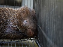 Potret Landak yang Ditemukan di Jalanan Bandung, Diserahkan ke BKSDA