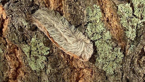 Puss Caterpillar. (Wikipedia)