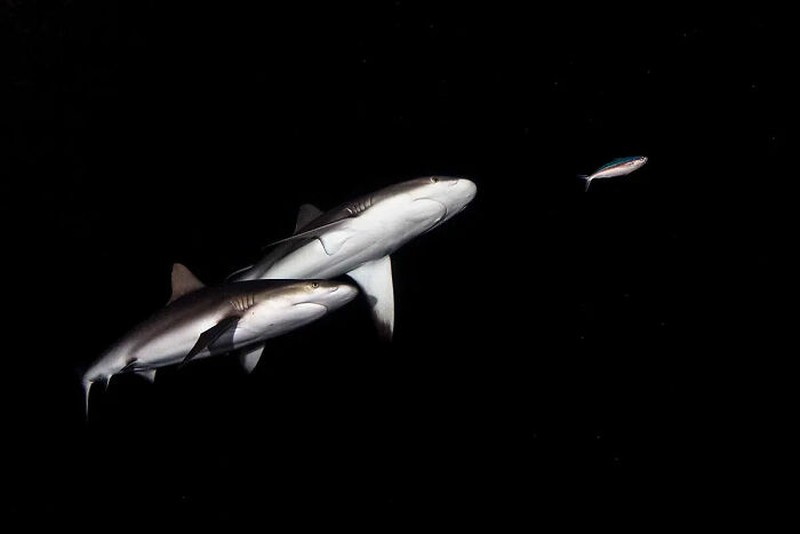 The Minimalist Photography Awards 2024