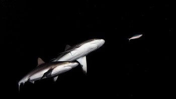 Karya Wai Hoe Mok menjadi Honorable Mention Kategori Night Foto: The Minimalist Photography Awards