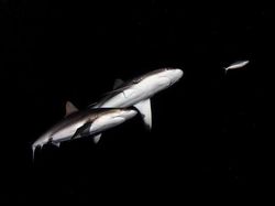 Karya Jawara Kontes Foto Minimalis, Ada Indonesia