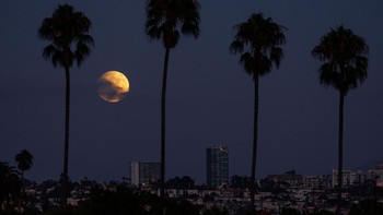 Di sisi lain, pada malam 17 September 2024, di California, supermoon terlihat jelas di antara deretan pohon palem ikonis di San Diego. REUTERS/Mike Blake