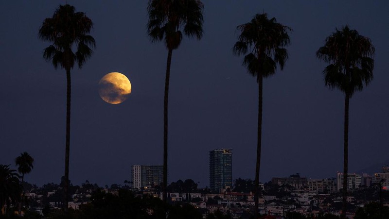 Di sisi lain, pada malam 17 September 2024, di California, bulan purnama terlihat jelas di antara deretan pohon palem ikonis di San Diego. REUTERS/Mike Blake