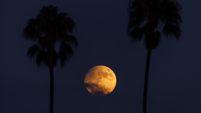 Di sisi lain, pada malam 17 September 2024, di California, bulan purnama terlihat jelas di antara deretan pohon palem ikonis di San Diego. REUTERS/Mike Blake