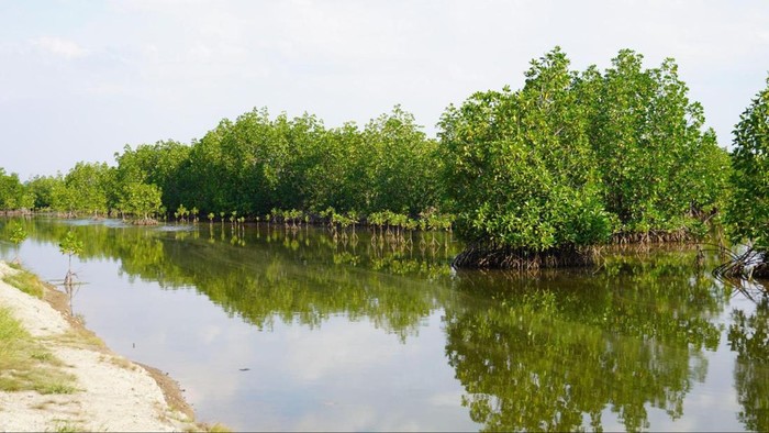 Badan Restorasi Gambut dan Mangrove
