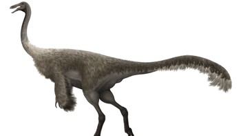 Gallimimus adalah dinosaurus yang bentuknya sudah mulai menyerupai burung besar di zaman modern seperti misalnya burung unta. Gallimimus ikut dipopulerkan film Jurassic World. Gallimimus dewasa tingginya 2 meter dan panjangnya bisa 6 meter. Berat Gallimimus dewasa 400-490 kg. Kecepatan berlarinya diprediksi 42-56 km/jam. Foto: Wikimedia