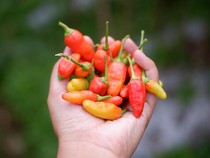 Melonjaknya Harga Cabai Picu Kenaikan Inflasi di Tasikmalaya