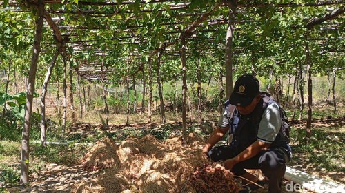 Kebun anggur di Bunutan, Karangasem, Selasa (17/9/2024). (I Wayan Selamat Juniasa/detikBali)