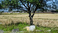 Dinas Pertanian Kabupaten Bandung mencatat sawah seluas 856 hektare terancam gagal panen akibat mengeringnya sumber air.