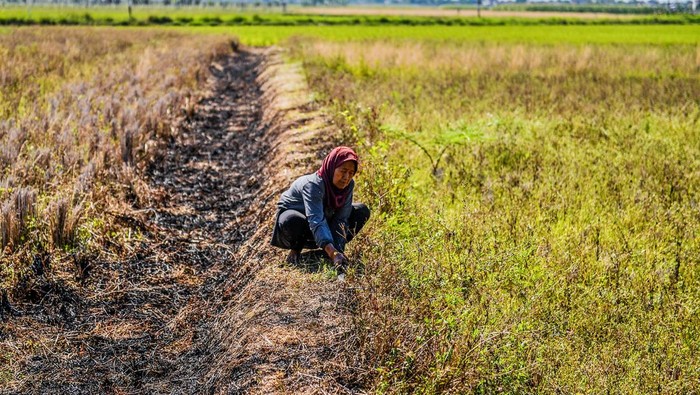 Warga mengambil rumput untuk pakan ternak di area persawahan yang mengering di Tegalluar, Kabupaten Bandung, Jawa Barat, Rabu (18/9/2024). Dinas Pertanian Kabupaten Bandung mencatat sebanyak 856 hektare area persawahan di Kabupaten Bandung terancam gagal panen yang diakibatkan mengeringnya sumber air di beberapa wilayah di Kabupaten Bandung. ANTARA FOTO/Raisan Al Farisi/agr