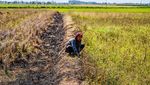 Kekeringan Meluas, 856 Hektare Sawah Terancam Gagal Panen