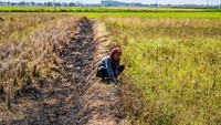 Warga mencari rumput untuk pakan ternak di sawah yang mengering di Tegalluar, Kabupaten Bandung, Jawa Barat, Rabu (18/9/2024).