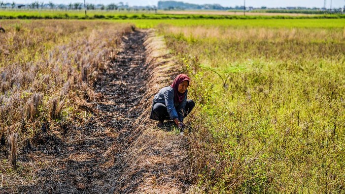 Warga mengambil rumput untuk pakan ternak di area persawahan yang mengering di Tegalluar, Kabupaten Bandung, Jawa Barat, Rabu (18/9/2024). Dinas Pertanian Kabupaten Bandung mencatat sebanyak 856 hektare area persawahan di Kabupaten Bandung terancam gagal panen yang diakibatkan mengeringnya sumber air di beberapa wilayah di Kabupaten Bandung. ANTARA FOTO/Raisan Al Farisi/agr