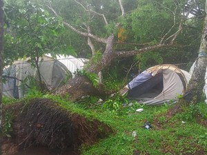 Pohon Tumbang Timpa Perkemahan Relawan PMI di Kubu Raya, 1 Tewas-2 Luka