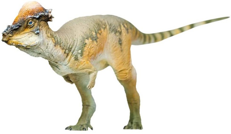 Pachycephalosaurus