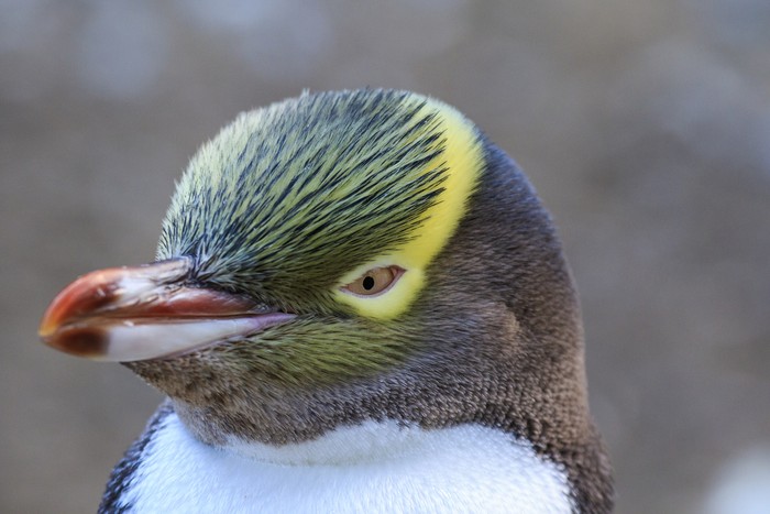 Seen at the Penguin Place private conservation reserve.  The Yellow Eyed Penguin is endanged.