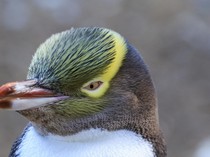 Penguin Langka Menangkan Penghargaan Burung Terbaik di Selandia Baru