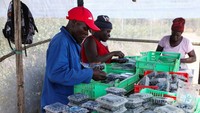 Menanam satu hektar blueberry di Zimbabwe membutuhkan setidaknya $100.000 untuk mengimpor tanaman, pot gambut dari Eropa, dan naungan khusus untuk tanaman tersebut. Biaya lainnya termasuk gudang pengemasan berpendingin dan sumber daya air. Ladang pertanian Zireva bermaksud mengekspor 120 metrik ton blueberry ke Inggris dan Asia Timur tahun ini, tetapi ia mengatakan permintaan jauh melebihi kemampuan mereka untuk memasok.