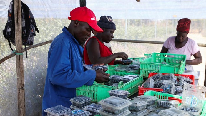 A woman carries harvested blueberries at Talana farm in rural Chegutu district, Zimbabwe, September 2, 2024. REUTERS/Philimon Bulawayo