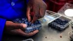 Perjuangan Petani Blueberry Zimbabwe, Permintaan Melonjak tapi Modal Terbatas