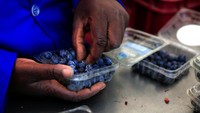 Zireva, seorang petani dengan 12 hektar tanaman blueberry di lahan pertaniannya di Talana, yang terletak 100 km di sebelah barat ibu kota Harare, mengatakan bahwa ia harus mengandalkan tabungan pribadi untuk menanam tanaman pertamanya setelah bank lokal menolak memberinya pendanaan. Zireva, seorang petani dengan 12 hektar tanaman blueberry di lahan pertaniannya di Talana, yang terletak 100 km di sebelah barat ibu kota Harare, mengatakan bahwa ia harus mengandalkan tabungan pribadi untuk menanam tanaman pertamanya setelah bank lokal menolak memberinya pendanaan.