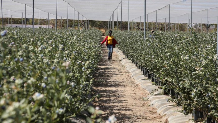 A woman carries harvested blueberries at Talana farm in rural Chegutu district, Zimbabwe, September 2, 2024. REUTERS/Philimon Bulawayo