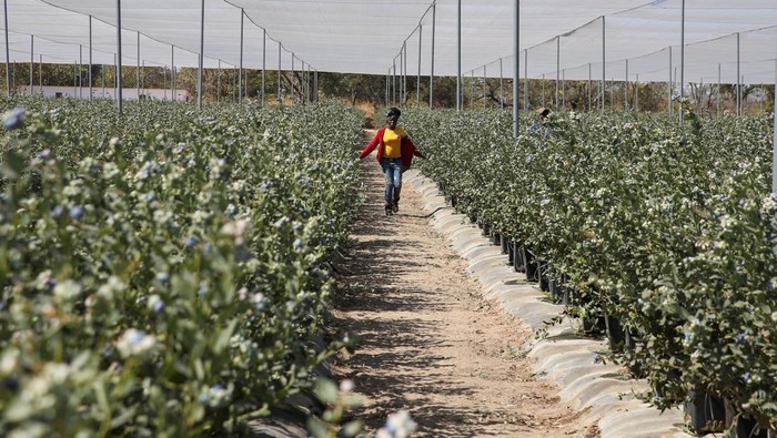Perjuangan Petani Blueberry Zimbabwe, Permintaan Melonjak tapi Modal Terbatas A woman carries harvested blueberries at Talana farm in rural Chegutu district, Zimbabwe, September 2, 2024. REUTERS/Philimon Bulawayo