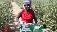 Ekspor hortikultura Zimbabwe, yang sebagian didorong oleh blueberry, melampaui $100 juta per tahun. Ekspor sektor tersebut, yang mencapai puncaknya pada $140 juta pada tahun 1999, terganggu ketika mantan Presiden Robert Mugabe memulai penyitaan lahan pertanian milik orang kulit putih untuk memukimkan kembali warga kulit hitam yang tidak memiliki tanah. Ekspor hortikultura Zimbabwe, yang sebagian didorong oleh blueberry, melampaui $100 juta per tahun. Ekspor sektor tersebut, yang mencapai puncaknya pada $140 juta pada tahun 1999, terganggu ketika mantan Presiden Robert Mugabe memulai penyitaan lahan pertanian milik orang kulit putih untuk memukimkan kembali warga kulit hitam yang tidak memiliki tanah.