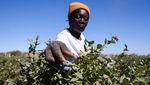 Perjuangan Petani Blueberry Zimbabwe, Permintaan Melonjak tapi Modal Terbatas