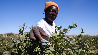 Perjuangan Petani Blueberry Zimbabwe, Permintaan Melonjak tapi Modal Terbatas
