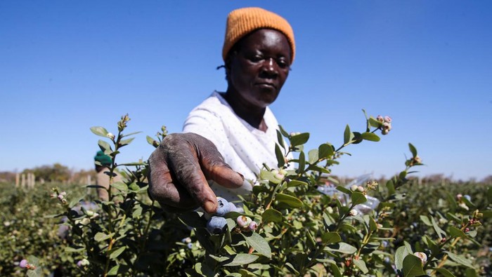 A woman carries harvested blueberries at Talana farm in rural Chegutu district, Zimbabwe, September 2, 2024. REUTERS/Philimon Bulawayo