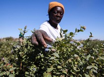 Perjuangan Petani Blueberry Zimbabwe, Permintaan Melonjak tapi Modal Terbatas