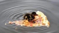 Masih belum diketahui di mana anak bebek tersebut mendapatkan irisan pizza itu. Tetapi ukuran anak bebek yang kecil berhasil mengapung dan membuat pizzanya menjadi perahu. Foto: Boredpanda