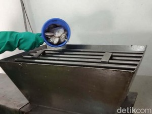 Pabrik Bahan Baku Susu Ikan di Pekalongan Siap Produksi Bulan Depan