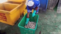 Susu ikan menjadi hangat diperbincangkan karena dinilai menjadi sumber alternatif pengganti susu sapi untuk program makan bergizi gratis (MBG). Namanya yang unik memantik rasa penasaran dari masyarakat.