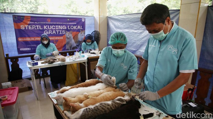 Sudin Ketahanan Pangan, Kelautan, dan Pertanian (KPKP) melakukan sterilisasi kucing di Jakarta Utara. Kegiatan itu untuk mengendalikan pertumbuhan populasi kucing.