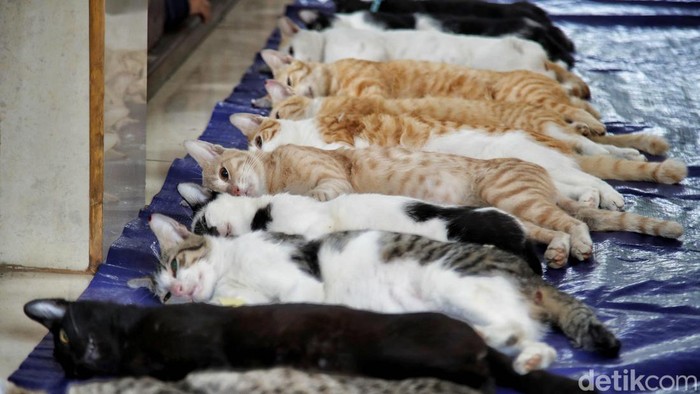 Sudin Ketahanan Pangan, Kelautan, dan Pertanian (KPKP) melakukan sterilisasi kucing di Jakarta Utara. Kegiatan itu untuk mengendalikan pertumbuhan populasi kucing.