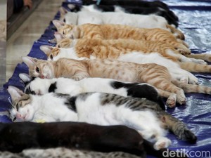 3 Negara yang Punya Tradisi Konsumsi Daging Kucing